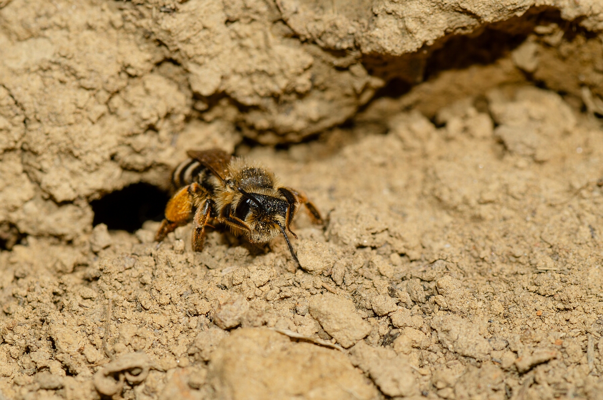 David Plant Photography - Wildlife Photography - Yellow-legged mining bee, Andrena flavipes - A.jpg - Yellow-legged mining bee, Andrena flavipes - Warwickshire