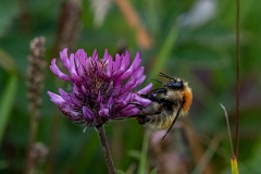 DPP - Wildlife Photography - Moss carder bee, Bombus muscorum - A