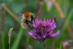 DPP - Wildlife Photography - Moss carder bee, Bombus muscorum - B