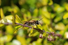David Plant Photography - Wildlife Photographer - Andrena haemorrhoa - A