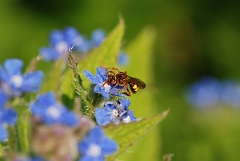 David Plant Photography - Wildlife Photographer - Nomada ruficornis - A