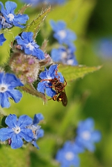 David Plant Photography - Wildlife Photographer - Nomada ruficornis - B