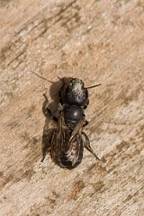 David Plant Photography - Wildlife Photography - Blue mason bee, Osmia caerulescens - A