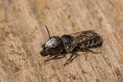David Plant Photography - Wildlife Photography - Blue mason bee, Osmia caerulescens - B