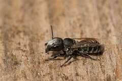 David Plant Photography - Wildlife Photography - Blue mason bee, Osmia caerulescens - C