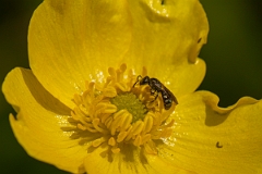 David Plant Photography - Wildlife Photography - Bronze furrow bee, Halictus tumulorum - A
