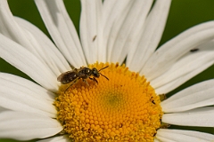 David Plant Photography - Wildlife Photography - Bronze furrow bee, Halictus tumulorum - B