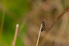 David Plant Photography - Wildlife Photography - Chalk yellow-face bee, Hylaeus dilatatus - B