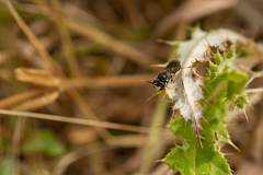 David Plant Photography - Wildlife Photography - Chalk yellow-face bee, Hylaeus dilatatus - C