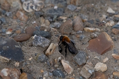 David Plant Photography - Wildlife Photography - Cliff mining bee, Andrena thoracica - A