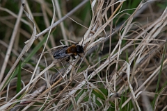David Plant Photography - Wildlife Photography - Cliff mining bee, Andrena thoracica - C