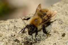 David Plant Photography - Wildlife Photography - Common carder bee, Bombus pascuorum - C