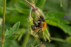 David Plant Photography - Wildlife Photography - Common carder bee, Bombus pascuorum - J