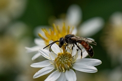 David Plant Photography - Wildlife Photography - Common furrow bee, Lasioglossum calceatum - A