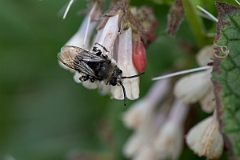 David Plant Photography - Wildlife Photography - Common mourning bee, Melecta albifrons - A