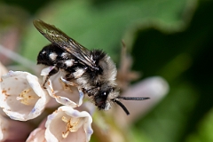 David Plant Photography - Wildlife Photography - Common mourning bee, Melecta albifrons - C