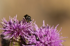 David Plant Photography - Wildlife Photography - Common yellow-face bee, Hylaeus communis - C