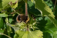 David Plant Photography - Wildlife Photography - Early bumblebee, Bombus pratorum - A