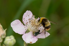 David Plant Photography - Wildlife Photography - Early bumblebee, Bombus pratorum - B