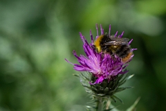 David Plant Photography - Wildlife Photography - Early bumblebee, Bombus pratorum - C