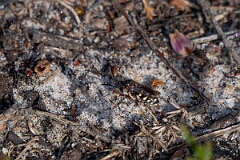 David Plant Photography - Wildlife Photography - Epeolus cruciger - A