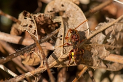 David Plant Photography - Wildlife Photography - Flavous nomad bee, Nomada flava - A