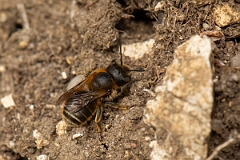 David Plant Photography - Wildlife Photography - Golden-fringed mason bee, Osmia aurulenta - B