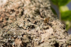 David Plant Photography - Wildlife Photography - Golden-fringed mason bee, Osmia aurulenta - C