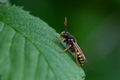 David Plant Photography - Wildlife Photography - Gooden's nomad bee, Nomada goodeniana - C