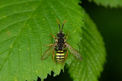 David Plant Photography - Wildlife Photography - Gooden's nomad bee, Nomada goodeniana - D