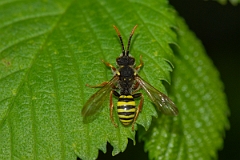 David Plant Photography - Wildlife Photography - Gooden's nomad bee, Nomada goodeniana - E