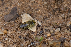David Plant Photography - Wildlife Photography - Green-eyed flower bee, Anthophora bimaculata - A