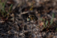 David Plant Photography - Wildlife Photography - Green-eyed flower bee, Anthophora bimaculata - E