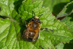 David Plant Photography - Wildlife Photography - Hairy-footed flower bee, Anthophora plumipes - D