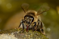 David Plant Photography - Wildlife Photography - Honey bee - D