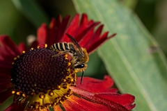 David Plant Photography - Wildlife Photography - Ivy bee, Colletes hederae - A
