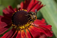 David Plant Photography - Wildlife Photography - Ivy bee, Colletes hederae - B