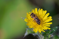 David Plant Photography - Wildlife Photography - Ivy bee, Colletes hederae - C