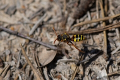 David Plant Photography - Wildlife Photography - Painted nomad bee, Nomada fucata - E