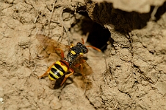 David Plant Photography - Wildlife Photography - Painted nomad bee, Nomada fucata - G