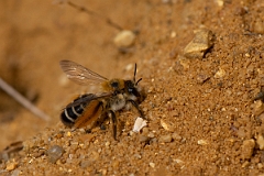 David Plant Photography - Wildlife Photography - Pantaloon bee, Dasypoda hirtipes - C
