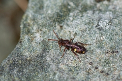 David Plant Photography - Wildlife Photography - Panzer's nomad bee, Nomada panzeri - A