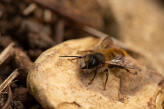 David Plant Photography - Wildlife Photography - Red mason bee, Osmia bicornis - D