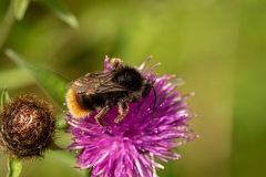 David Plant Photography - Wildlife Photography - Red-shanked bumblebee, Bombus ruderarius - A