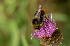 David Plant Photography - Wildlife Photography - Red-tailed bumblebee, Bombus lapidarius - F