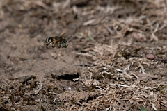 David Plant Photography - Wildlife Photography - Silvery leafcutter bee, Megachile leachella - B