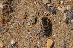 David Plant Photography - Wildlife Photography - Silvery leafcutter bee, Megachile leachella - F