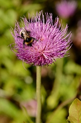 David Plant Photography - Wildlife Photography - Small garden bumblebee, Bombus hortorum - A