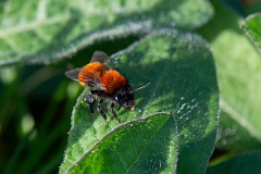 David Plant Photography - Wildlife Photography - Tawny mining bee, Andrena fulva - C