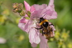 David Plant Photography - Wildlife Photography - Vestal cuckoo bee, Bombus vestalis - A